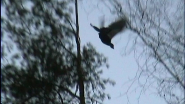 Прогулки с камерой и карабином по белорусским лесам