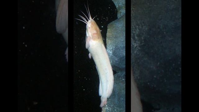 Речные гиганты Сом №4 #shorts