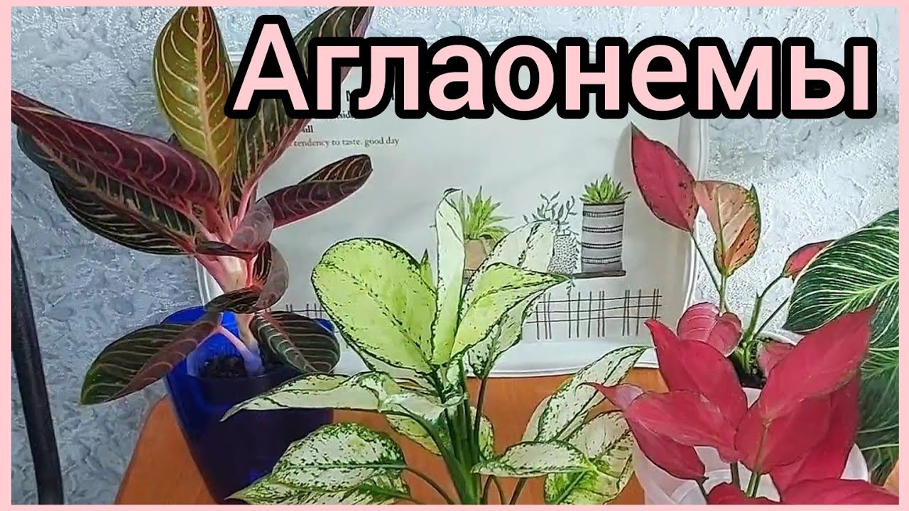 #ответы на #вопросы ?Зачем и как омолаживать АГЛАОНЕМЫ? #размножение #укоренение #цветы #растения