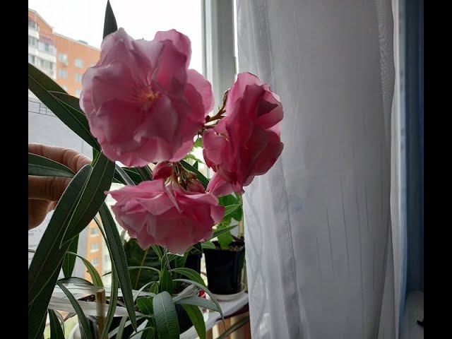 Мой огород... Про вязание ничего