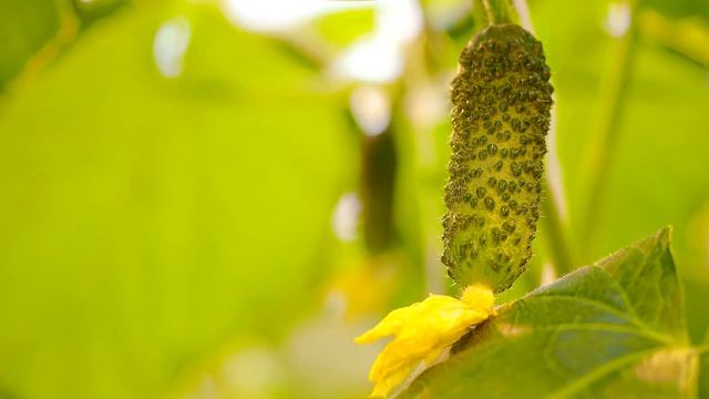 Селекция Гавриш