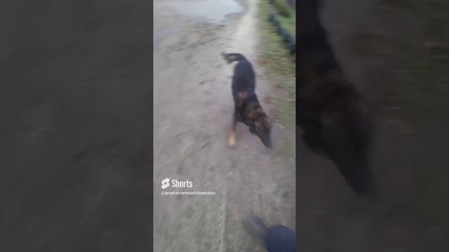 0.58.ИГРА.ЗЕМЛЯ. 》.× 416.43. darick. 26.01. 2024..PROPHET. SHCHERBAKOV. ЩЕРБАКОВ АРТЕМ. DOG. СОБАКА.