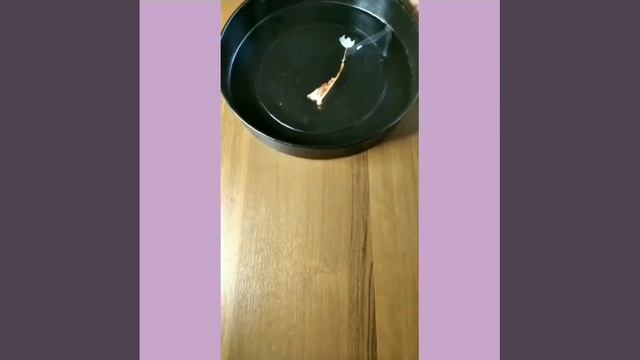 Левин Иван_2_Павловский Посад.mp4