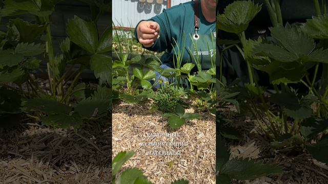 ФИТОФТОРОЗ ТОМАТОВ