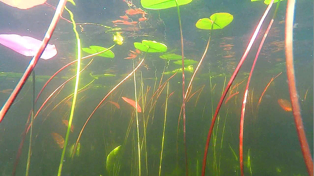 ОЗЕРО ЧЕРНЕНЬКОЕ ПОД ВОДОЙ 2023.06.07