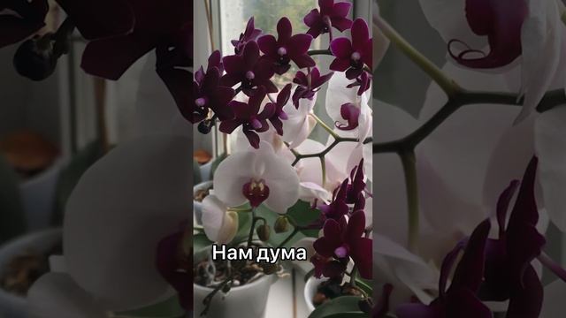 Ассоциация и Чёрная Жемчужина