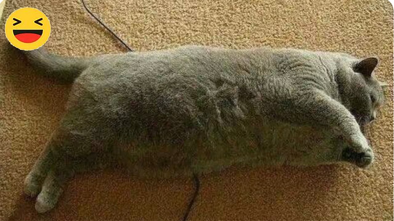 |Смешные видео с котами ? | Лучшие, смешные видео с кошками | приколы с животными|№17