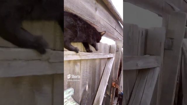 черный полез на крышу