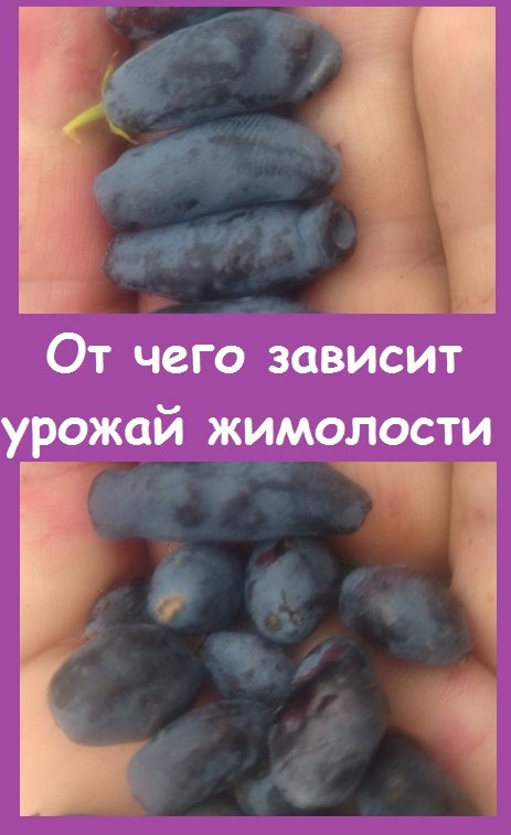 Как сделать ЖИМОЛОСТЬ АКТИВНО ПЛОДОНОСЯЩЕЙ - один из главных принципов ее выращивания
#сад #цветы