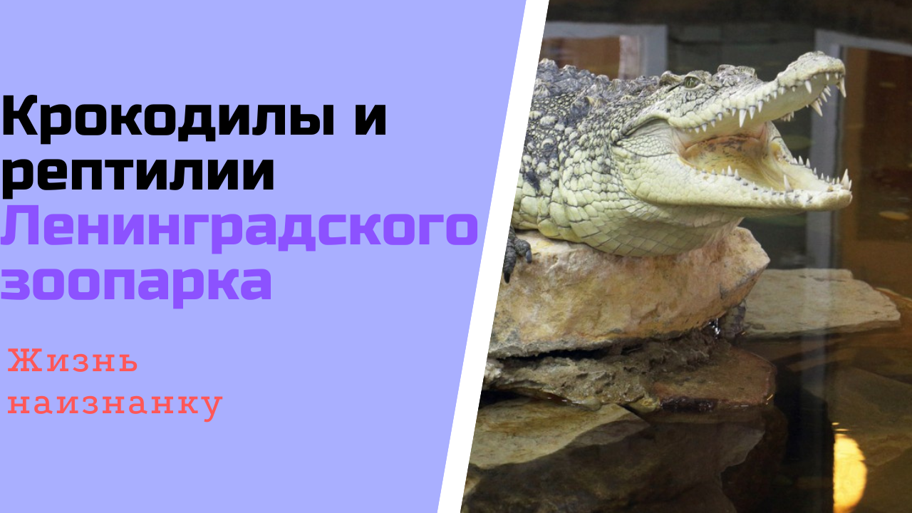 Крокодилы и рептилии Ленинградского зоопарка