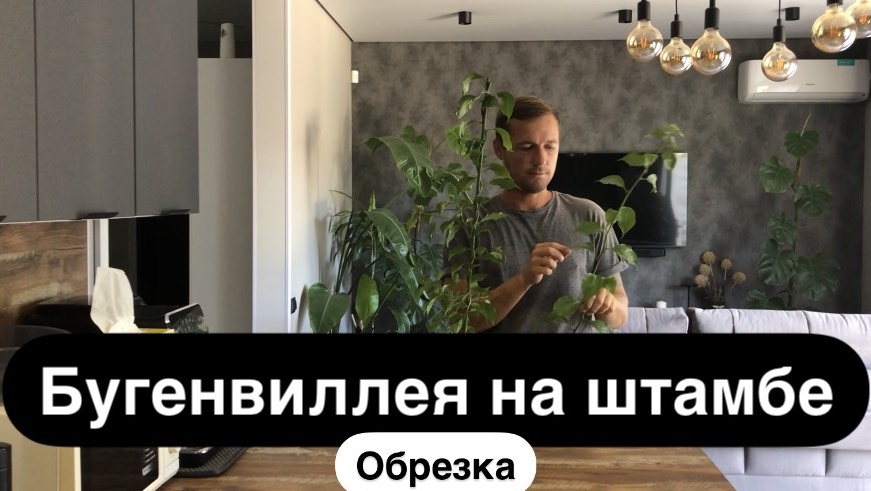 Бугенвиллея на штамбе