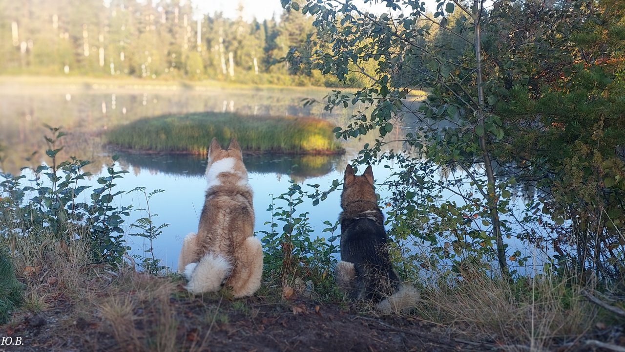 Активное утро в тайге
