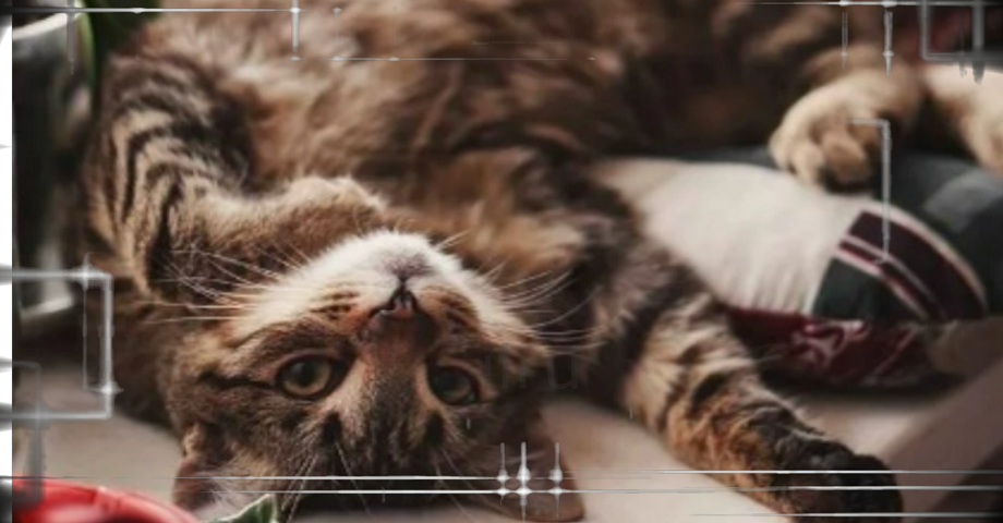 Добрый вечер ! Доброго Приятного вечера! Красивое пожелание