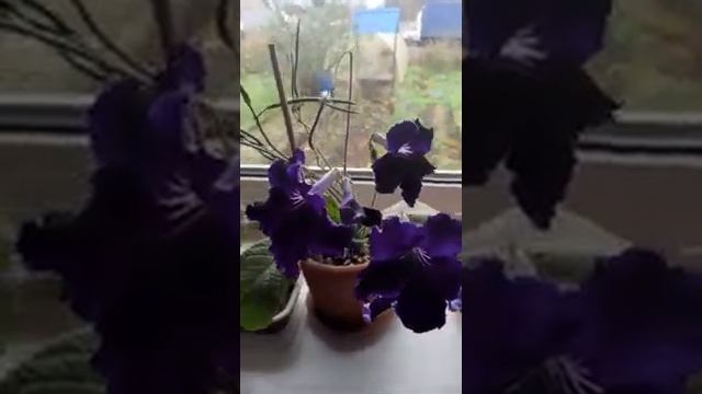 DS - СИБИРЬ, стрептокарпус