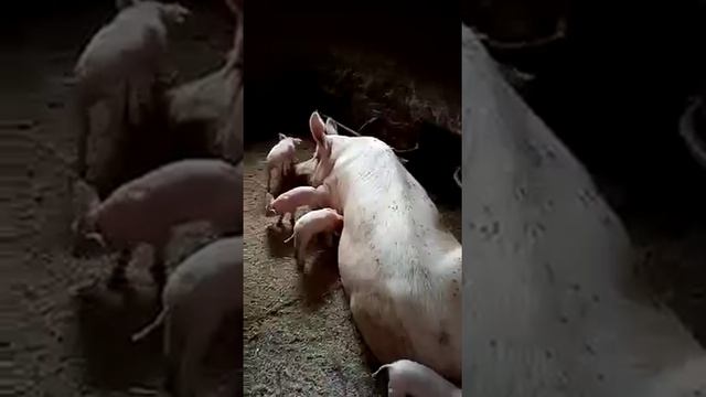 #shorts Большое свинство на ферме дяди..mp4