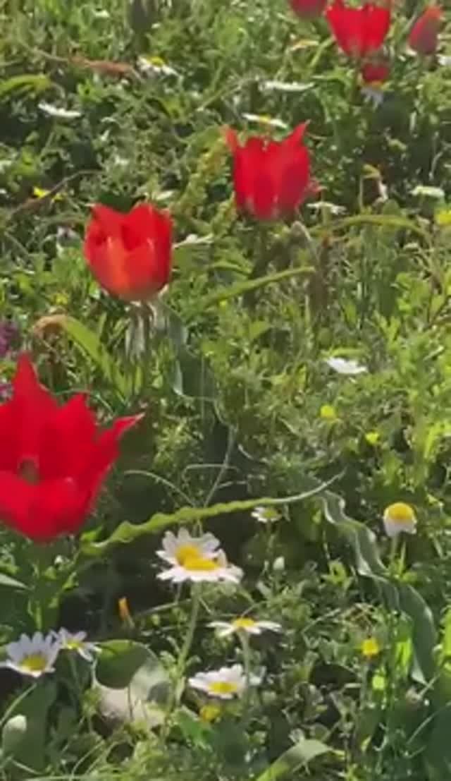 Цветущий Израиль!!!! Анемоны, как наши маки!!!