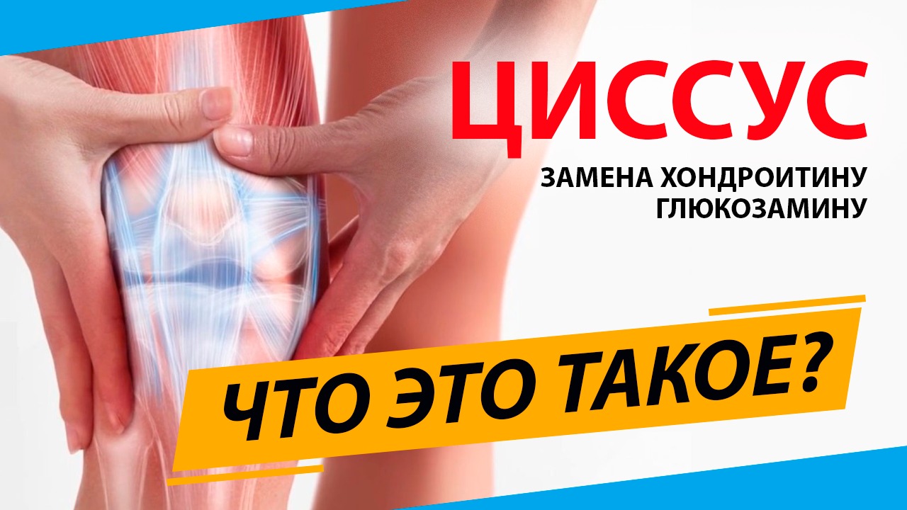 Циссус или быстрое укрепление костей. Польза, приём и свойства