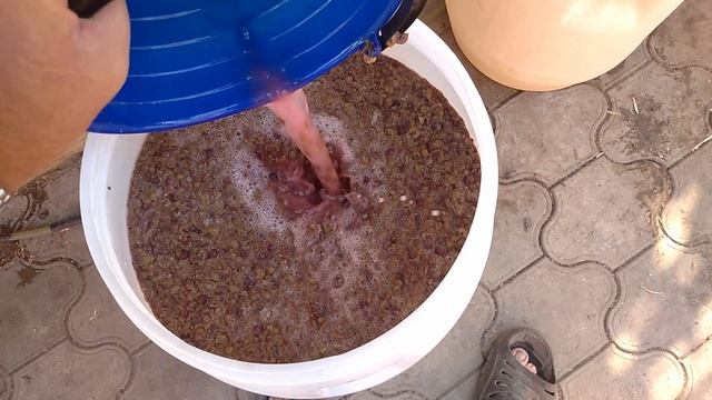 Изготовление домашнего вина из сорта саперави.