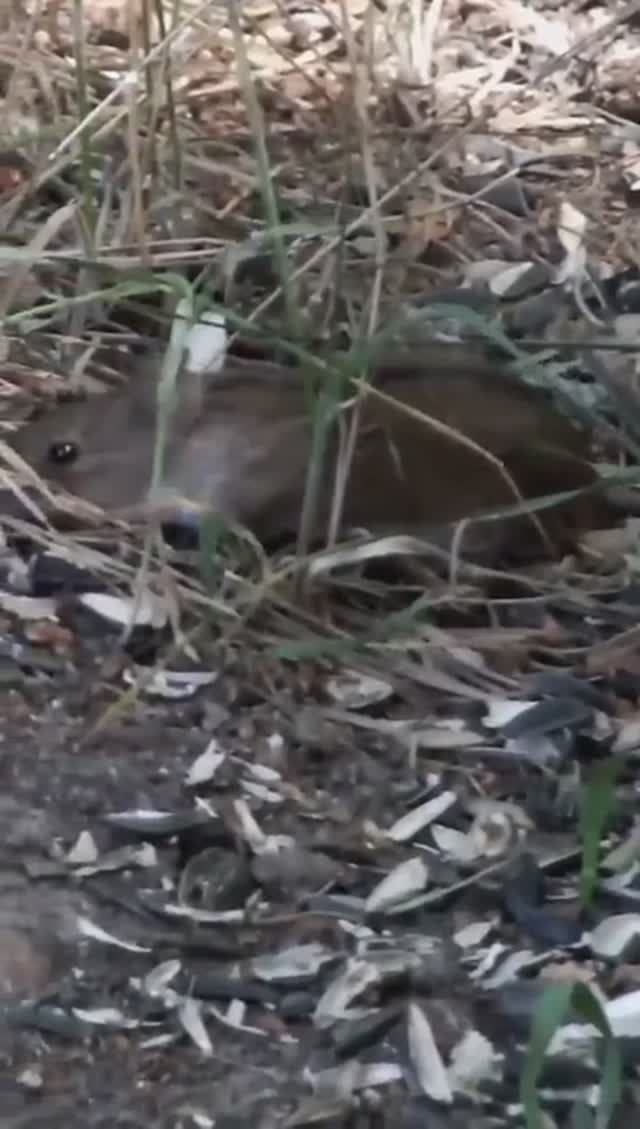 #shorts Мышка полевка в лесу