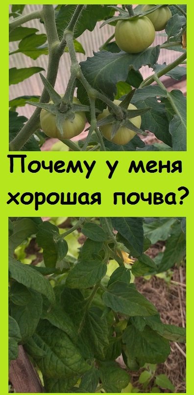 Как я делаю ТЯЖЕЛУЮ ПОЧВУ ЛЁГКОЙ? Почему в ней много червей и органики?
#сад #дача #nature #огород