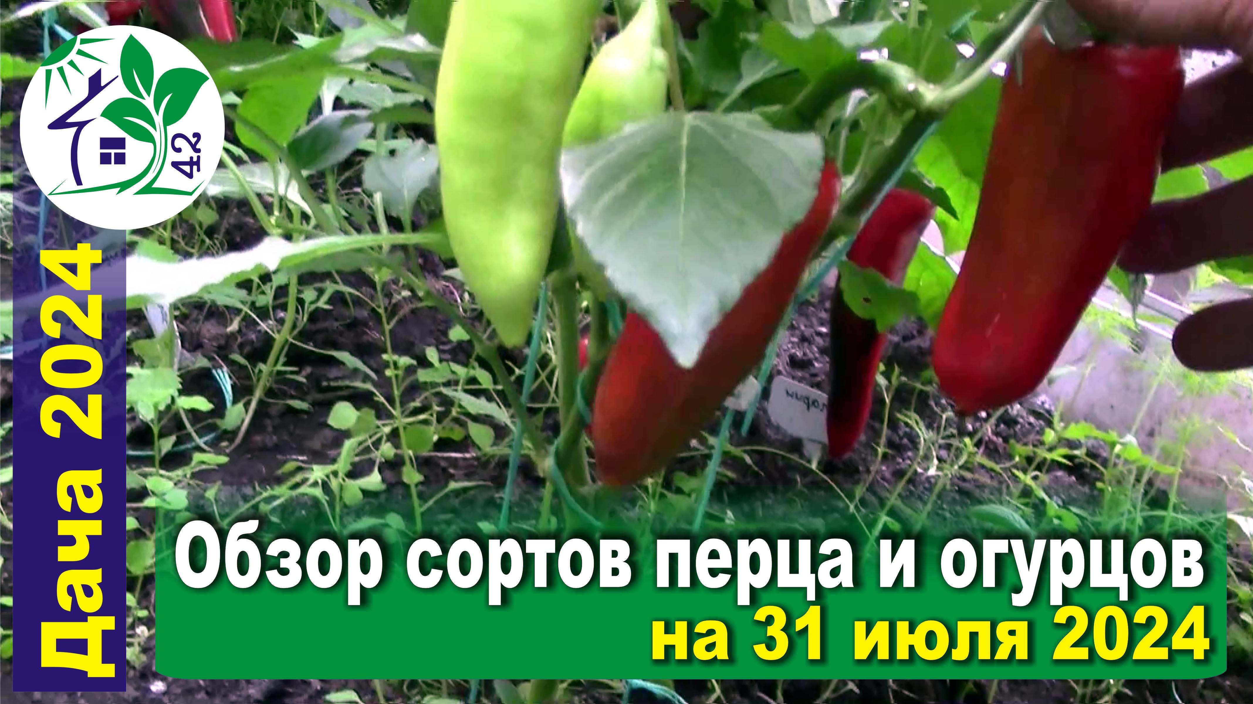 Обзор сортов перцев и огурцов в теплице