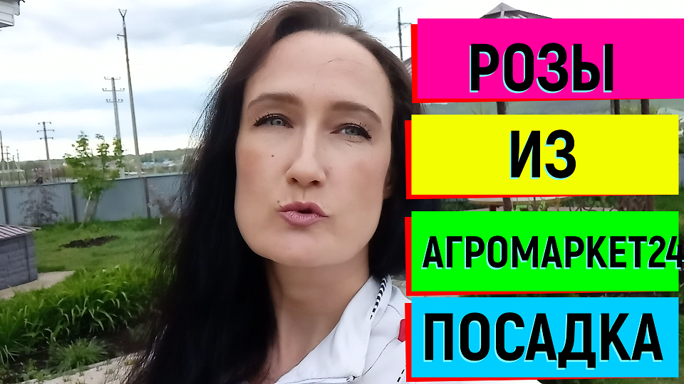 РОЗЫ ИЗ АГРОМАРКЕТ24 ПОСАДКА #розы#посадкароз#агромаркет24#какпосадитьрозывгрунт#розыизпитомника#роз