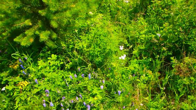 Компас. Просто и наглядно, стороны горизонта