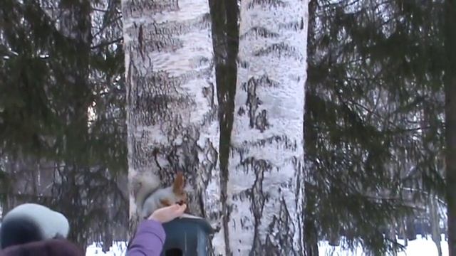 Белочка. Красавица.