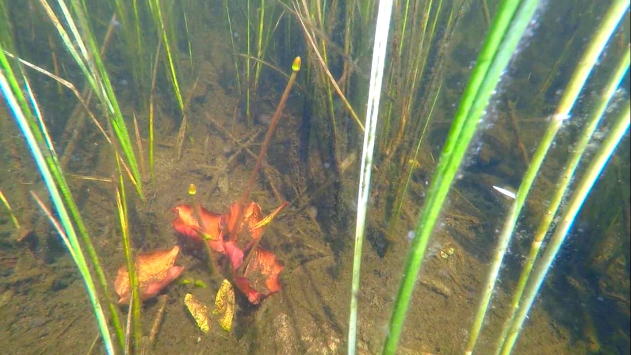 ОЗЕРО ЧЕРНЕНЬКОЕ ПОД ВОДОЙ 2023.05.14