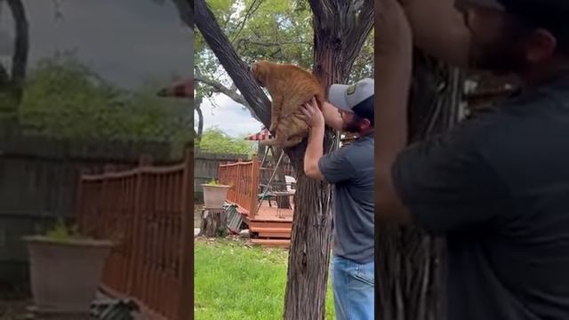 котик не знает что такое дерево