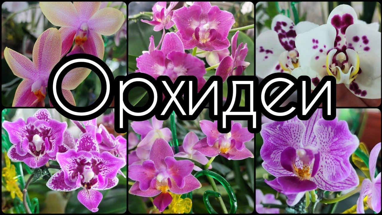 Все #ОРХИДЕИ в одном #видео ?Большой #обзор +новые #фото в конце #Фаленопсис #цветы #растения #уход