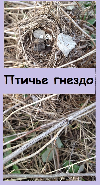 Вырезая малину, ОБНАРУЖИЛА ГНЕЗДО птички, свитое в прошлом году. Пришлось его удалить
#сад #огород