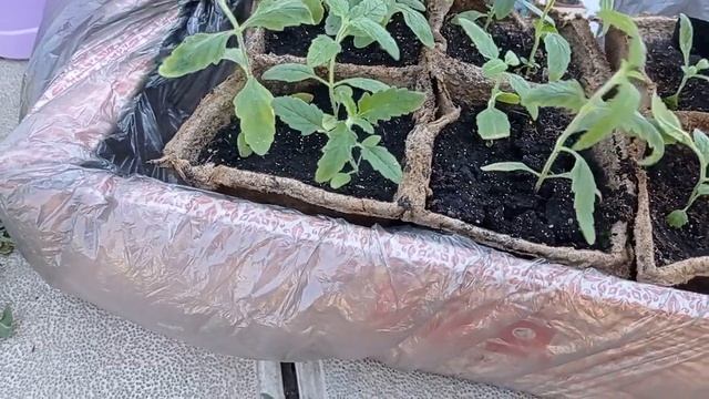 Вербена.Посадка в горшки