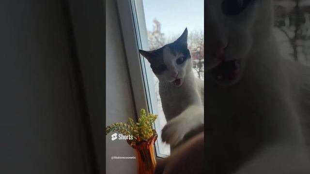 #shorts Муся здоровается!