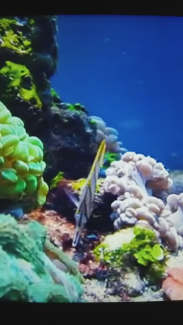 Красота морского дна... ?#Shorts