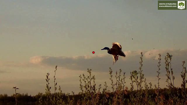 Красивый выстрел по садящемуся на воду селезню.