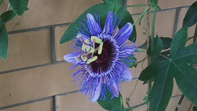 Раскрытие пассифлоры 30 мунут за 40 секунд