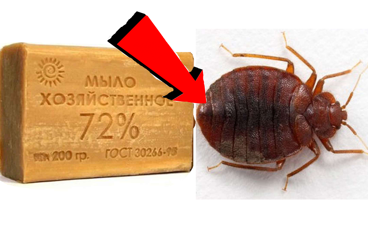 Как Быстро избавиться от Тараканов За 3 Секунды!