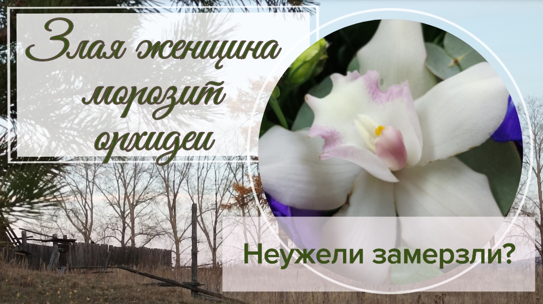 Заморозила орхидеи? Влог. Экстренное сообщение!