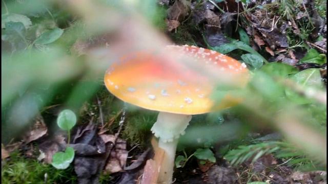 Лето глазами внучки. природа.