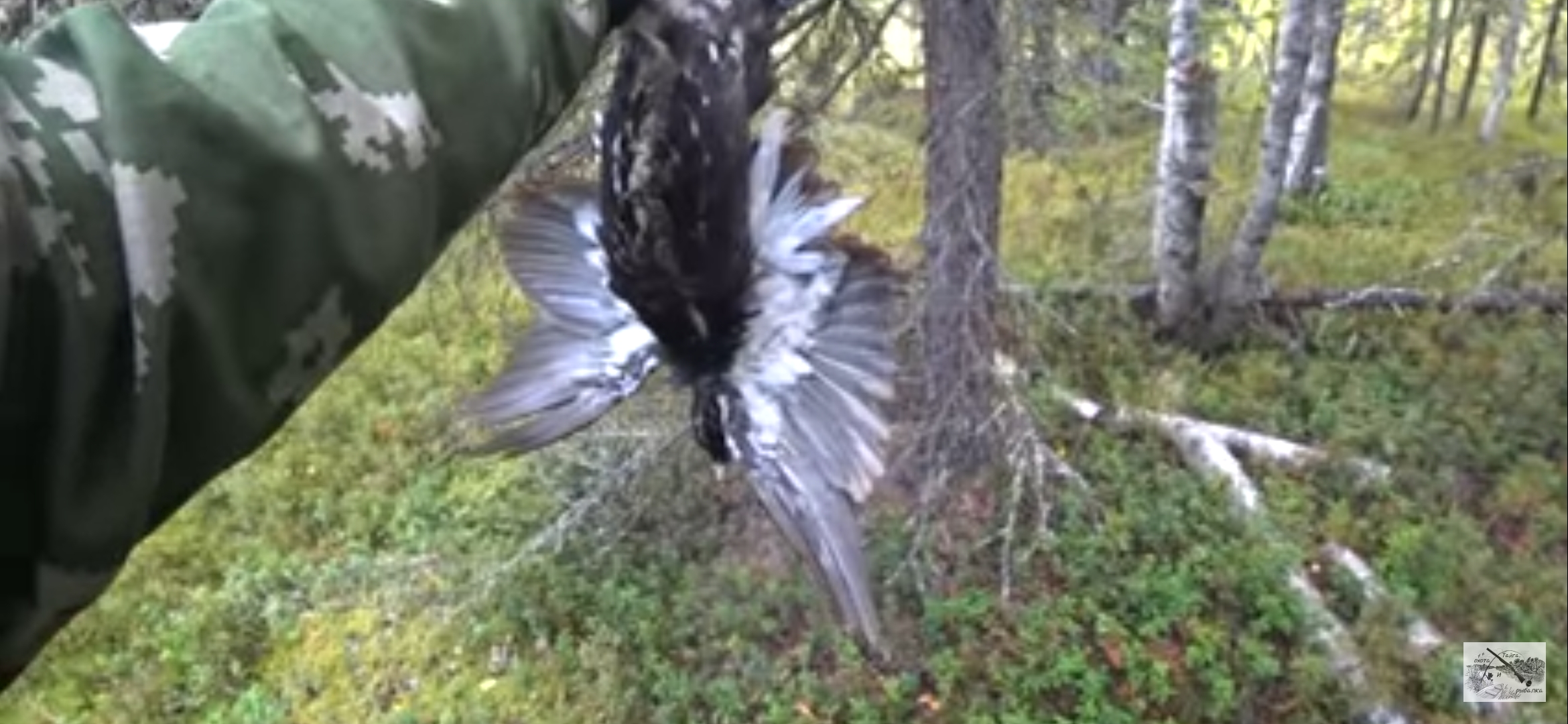 ОХОТА НА БОРОВУЮ ДИЧЬ / ОХОТА С ЛАЙКОЙ /  ОХОТА НА ГЛУХАРЯ, ТЕТЕРЕВА, РЯБЧИКА / ИЗБА