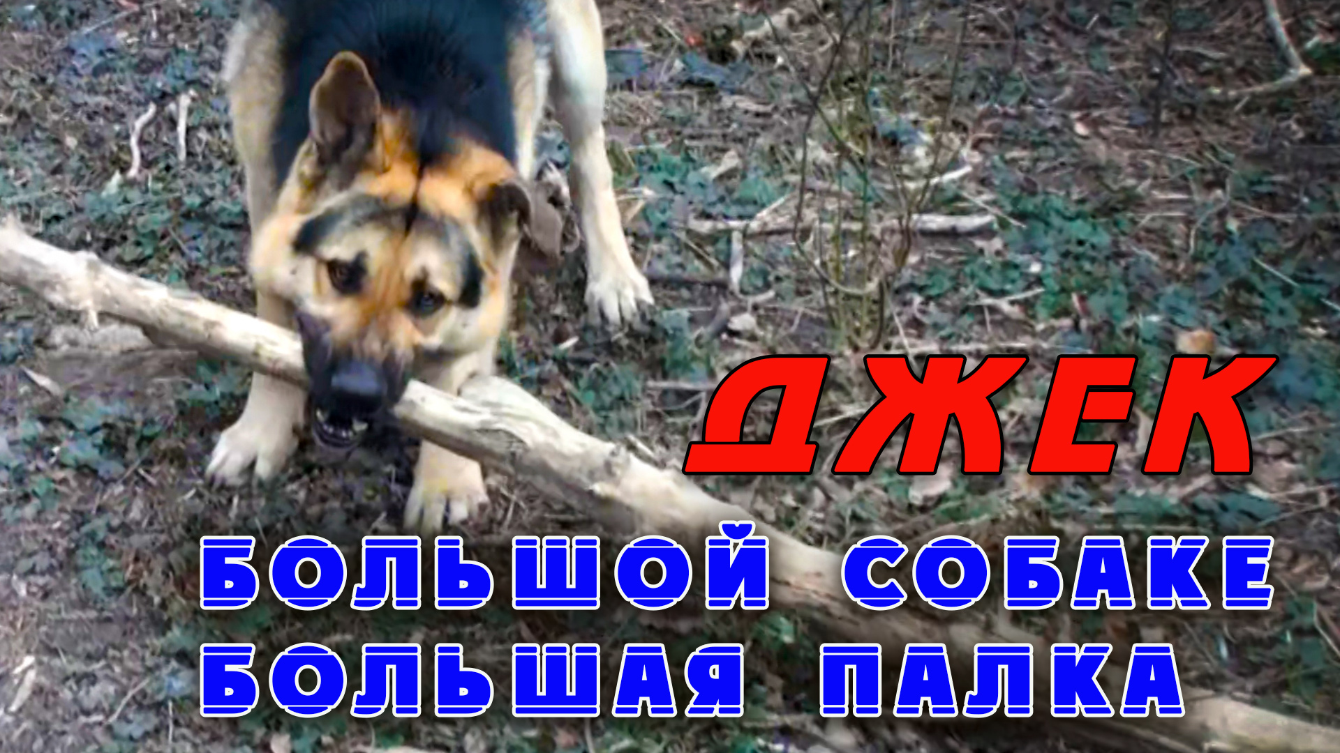 Джек.Большой собаке-большая палка