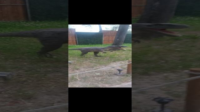 Великие Луки. Динопарк. 2021 год