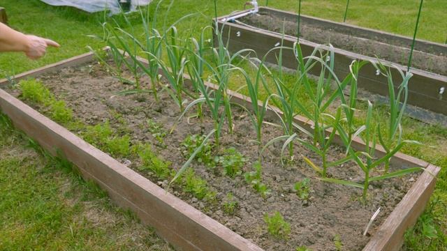 Кориандр - первая зелень уже в июне