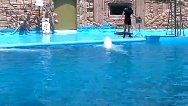 Дельфинарий.