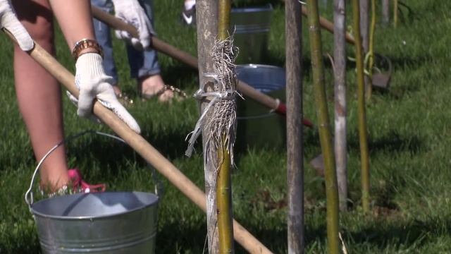 Первокурсники НИУ «БелГУ» приняли участие в озеленении университетской территори.mp4