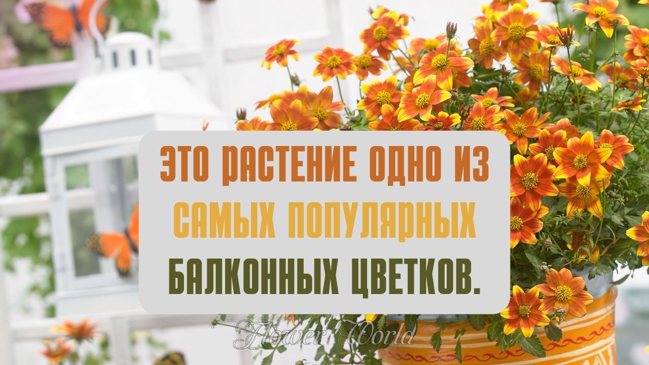 Это растение одно из самых популярных балконных цветков.💐