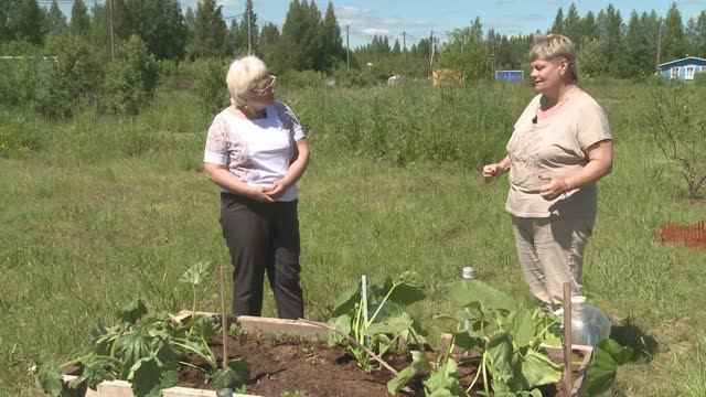 Дачные советы 25.06.20