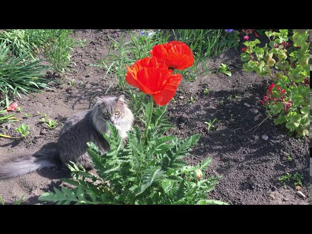 СМЕШНЫЕ КОШКИ И КОТЫ. Кошка просится на руки