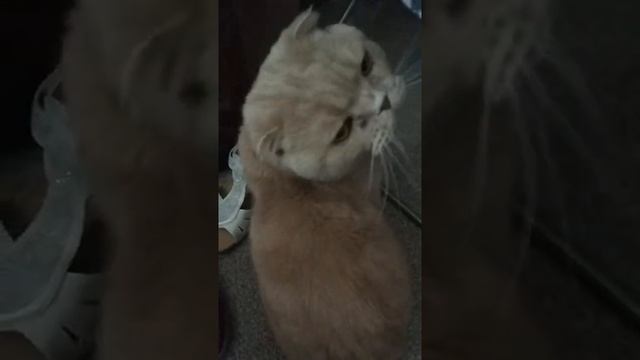 Котик решил переобуться.